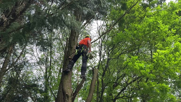 How Our Tree Care Process Works  in  Saginaw, MI